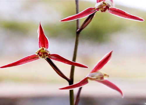 兰花摆放哪里招财