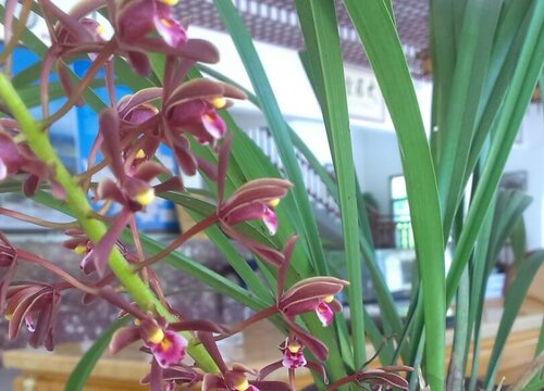 兰花摆放哪里招财