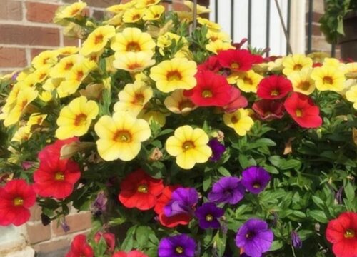 旱金莲要怎样养殖叶子能当窗帘