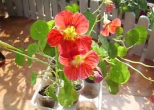 旱金莲要怎样养殖叶子能当窗帘