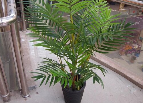 散尾竹怎么分盆容易成活