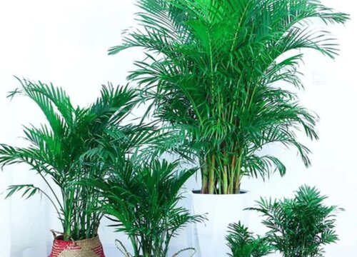 散尾竹怎么分盆容易成活