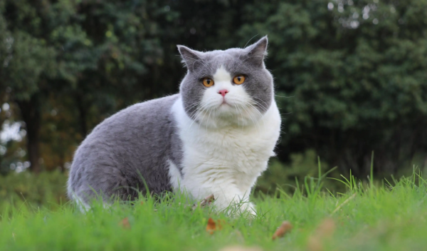 捕鼠最厉害的猫排名榜