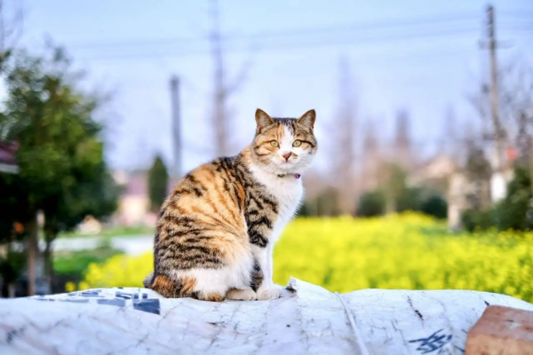 捕鼠最厉害的猫排名榜