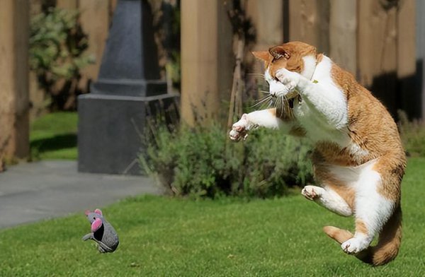 捕鼠最厉害的猫排名榜