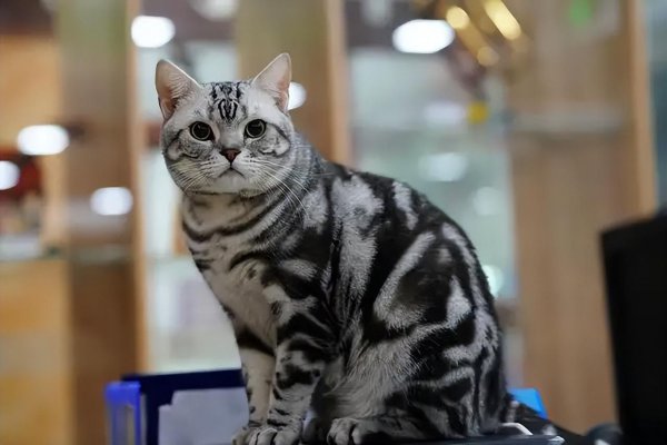 捕鼠最厉害的猫排名榜