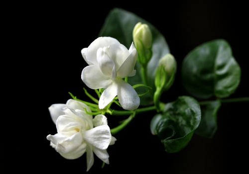 茉莉扦插生根最快方法