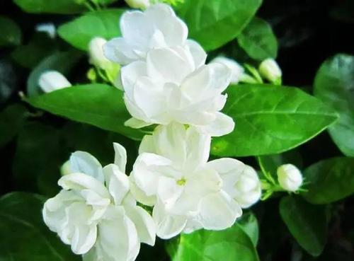 茉莉扦插生根最快方法