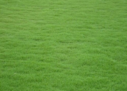 果岭草草坪优缺点