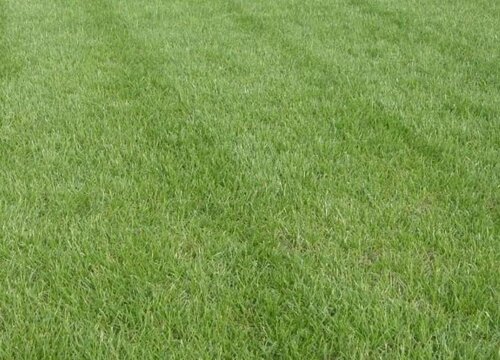 果岭草草坪优缺点