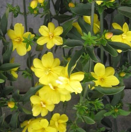 迎春花是什么颜色