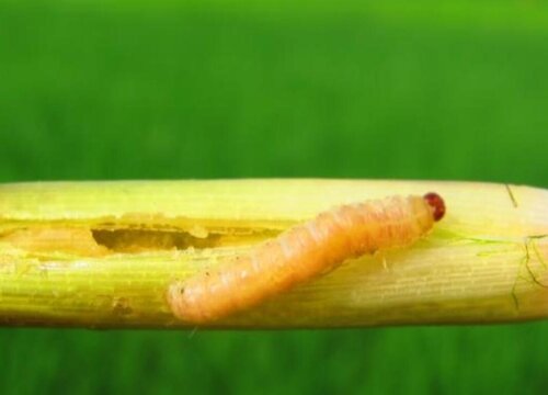 榕树钻心虫防治方法