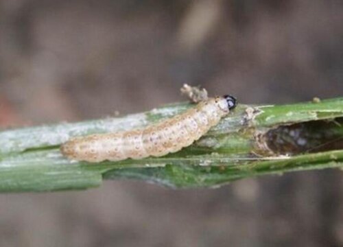 榕树钻心虫防治方法