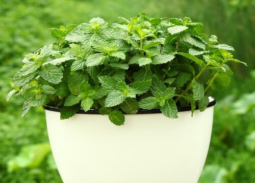 薄荷能放在卧室吗