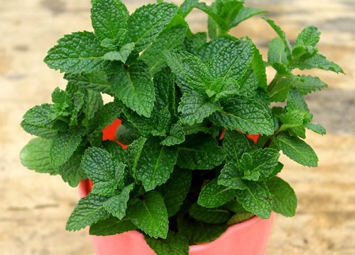 薄荷能放在卧室吗