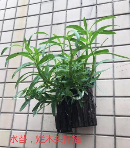 石斛如何扦插才繁殖的好