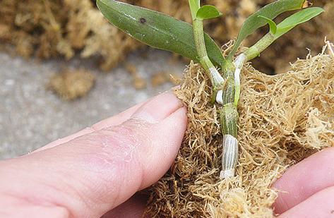 石斛如何扦插才繁殖的好