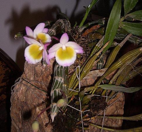 石斛如何扦插才繁殖的好