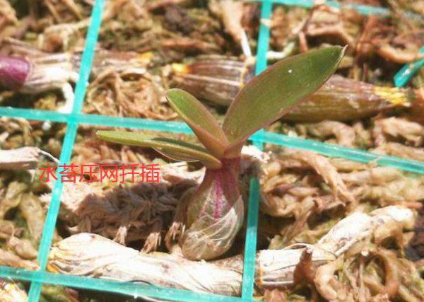 石斛如何扦插才繁殖的好