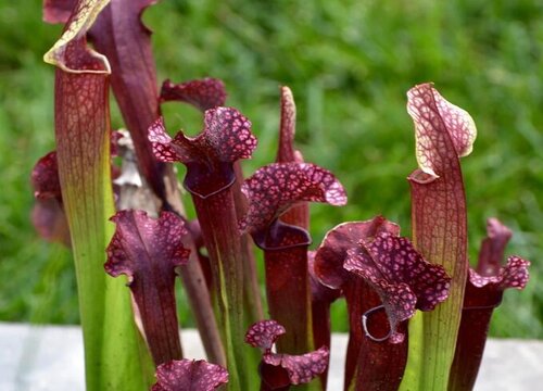 猪笼草可以水培吗