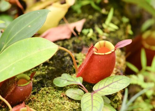 猪笼草可以水培吗