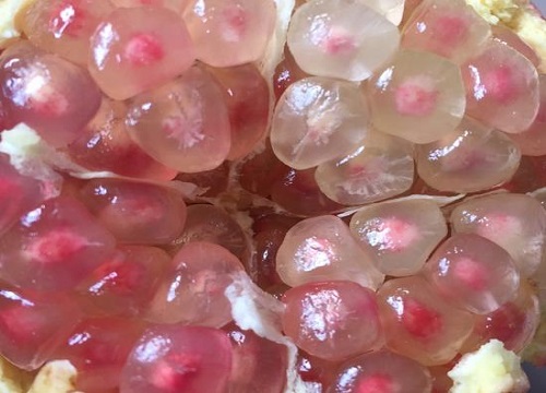 石榴籽可以种植和发芽吗