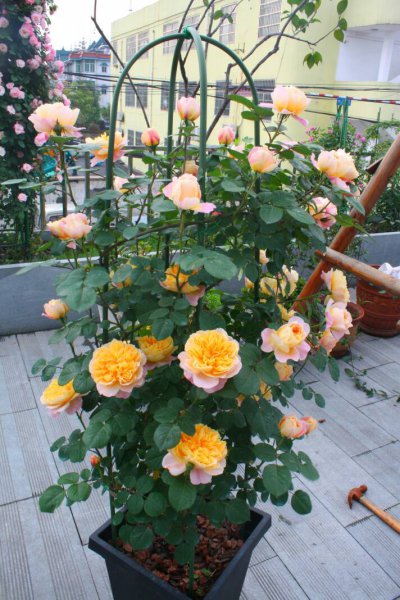 印象派月季特点及优缺点介绍