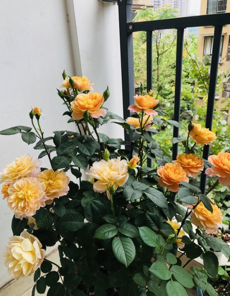 印象派月季特点及优缺点介绍