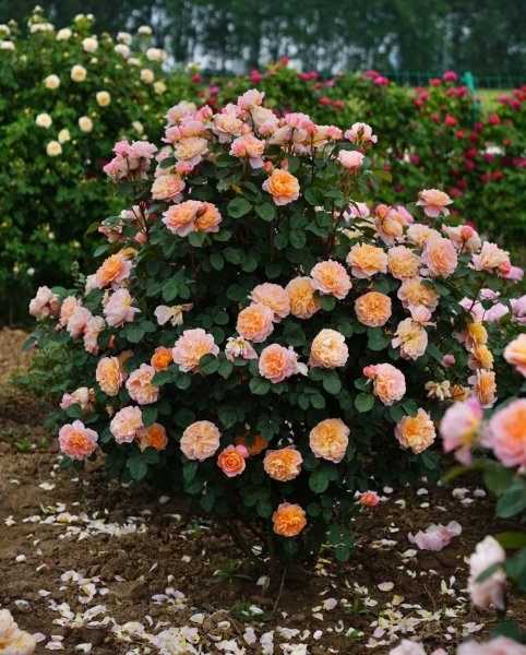 印象派月季特点及优缺点介绍