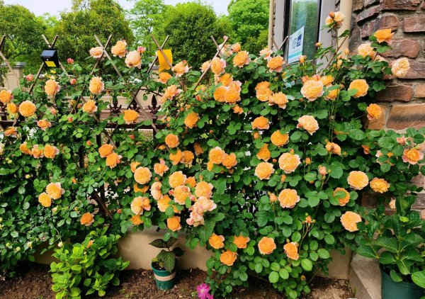 印象派月季特点及优缺点介绍