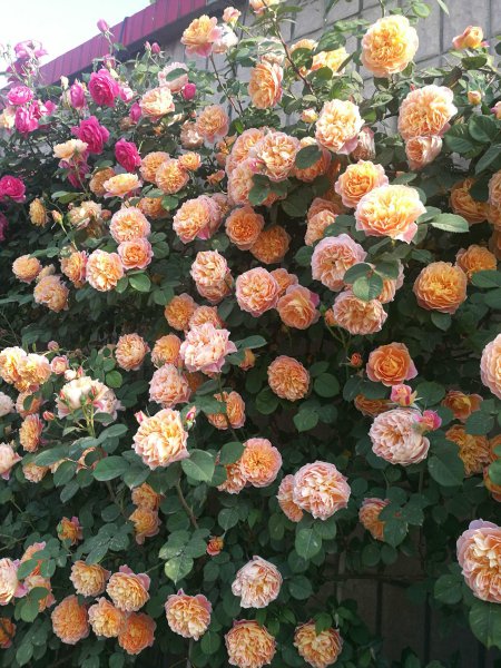 印象派月季特点及优缺点介绍