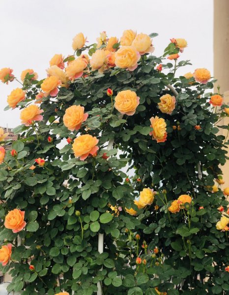 印象派月季特点及优缺点介绍