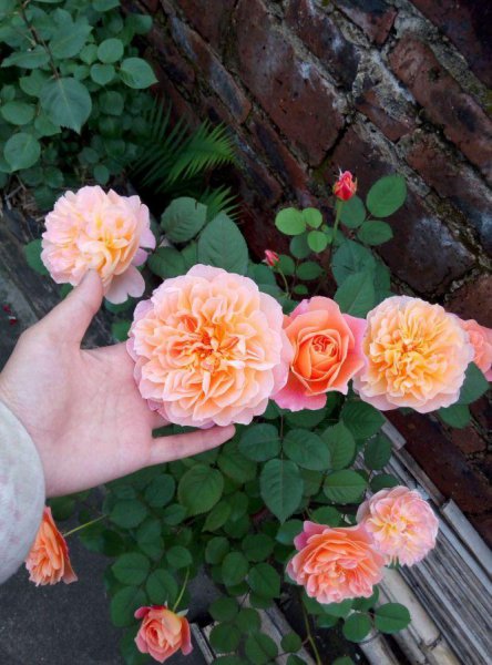 印象派月季特点及优缺点介绍