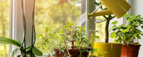 客厅摆什么花好