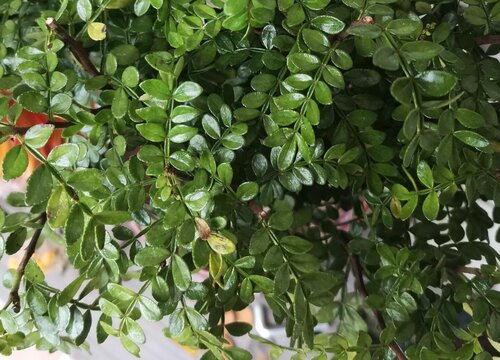 清香木和胡椒木的区别