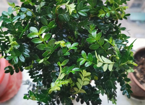 清香木和胡椒木的区别