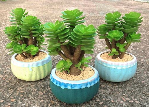 金钱木怎么修剪方法