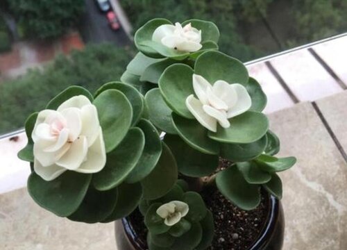 金钱木怎么修剪方法