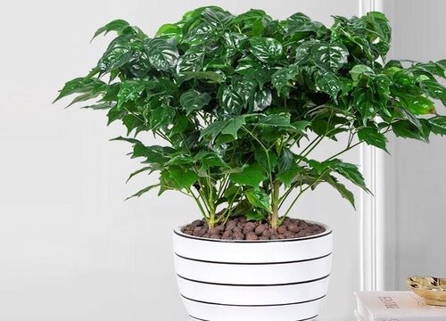 富贵树用什么肥料