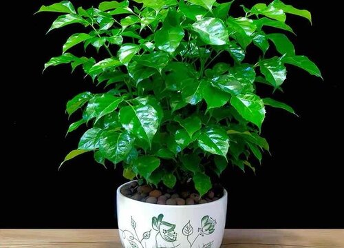 富贵树用什么肥料