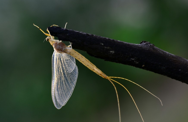 蜉蝣为什么只能活一天