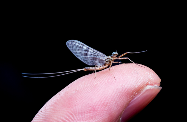 蜉蝣为什么只能活一天