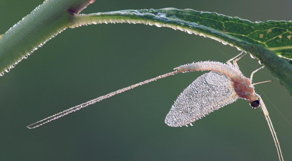 蜉蝣为什么只能活一天