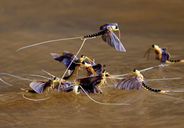 蜉蝣为什么只能活一天
