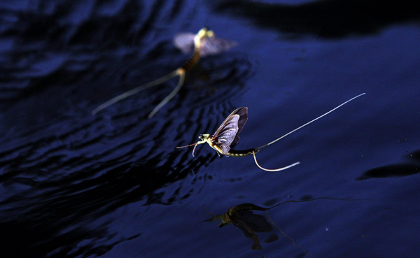 蜉蝣为什么只能活一天