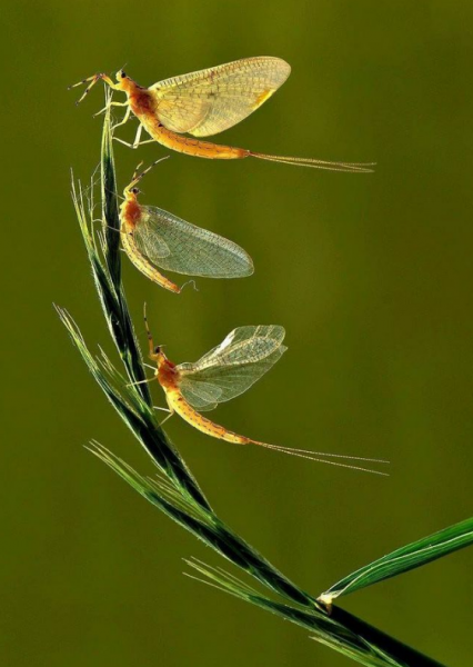 蜉蝣为什么只能活一天