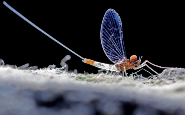 蜉蝣为什么只能活一天