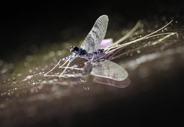 蜉蝣为什么只能活一天