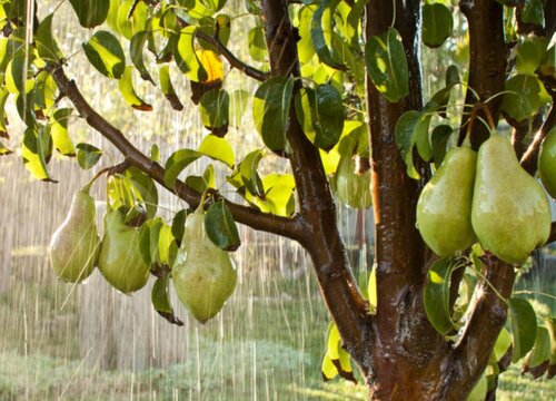 梨几月份成熟采摘