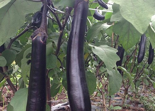 大棚茄子亩产量一般多少斤